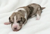 Teno, a male Great Dane for sale in San Angelo, TX – 6 of 7