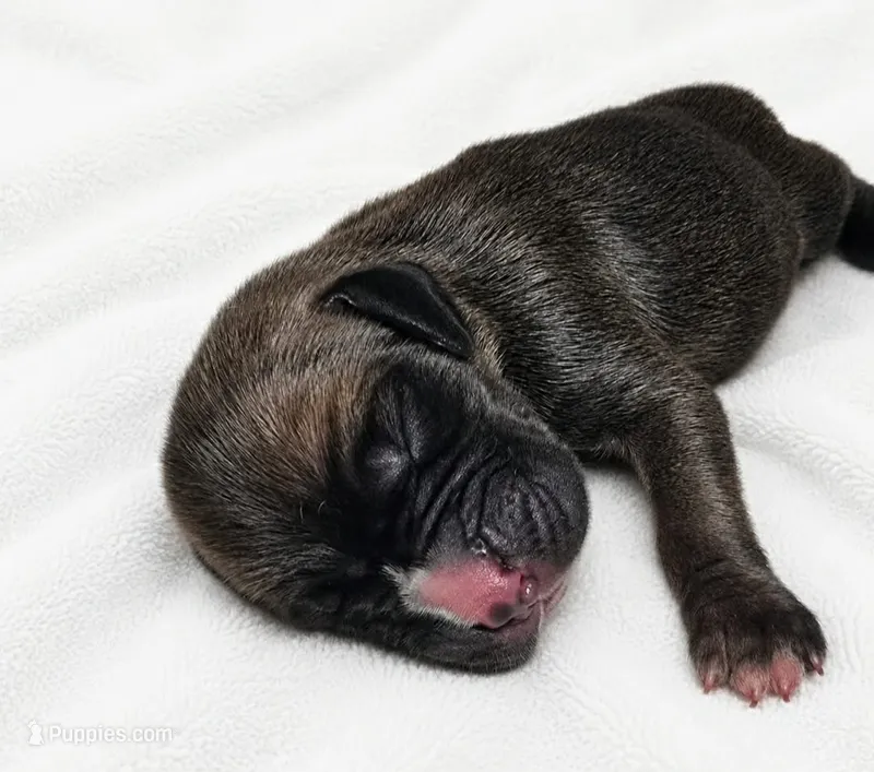 Otter – Great Dane puppy for sale in San Angelo, TX