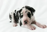 Makani , a female Great Dane for sale in San Angelo, TX – 6 of 9