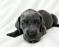 Carver, a female Great Dane for sale in San Angelo, TX – 5 of 9