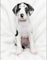 Makani , a female Great Dane for sale in San Angelo, TX – 2 of 9