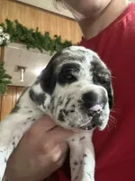 Johhny, a male Great Dane for sale in San Angelo, TX – Photo 2 of 6