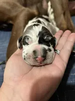 Johhny, a male Great Dane for sale in San Angelo, TX – Photo 4 of 6