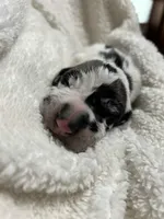 Johhny, a male Great Dane for sale in San Angelo, TX – Photo 5 of 6