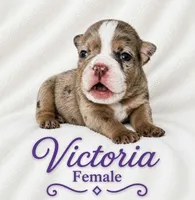 Victoria , a female English Bulldog for sale in San Angelo, TX – 2 of 6