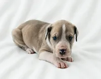 Teno, a male Great Dane for sale in San Angelo, TX – 5 of 7