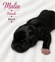 Malia , a female Great Dane for sale in San Angelo, TX – 2 of 2