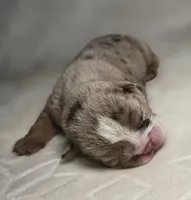 Victoria , a female English Bulldog for sale in San Angelo, TX – 5 of 6