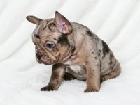 Seldovia, a female French Bulldog for sale in San Angelo, TX – 1 of 8