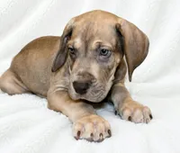 Takara , a male Great Dane for sale in San Angelo, TX – 3 of 10