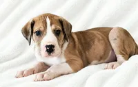 Teno, a male Great Dane for sale in San Angelo, TX – 3 of 7