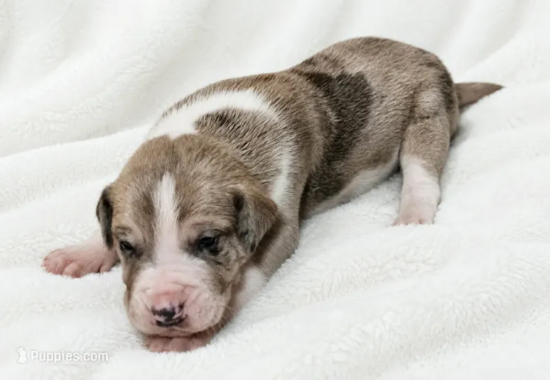 Teno – Great Dane puppy for sale in San Angelo, TX