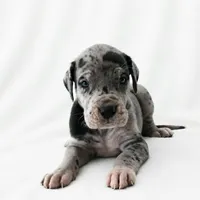 Orkid , a female Great Dane for sale in San Angelo, TX – 5 of 10