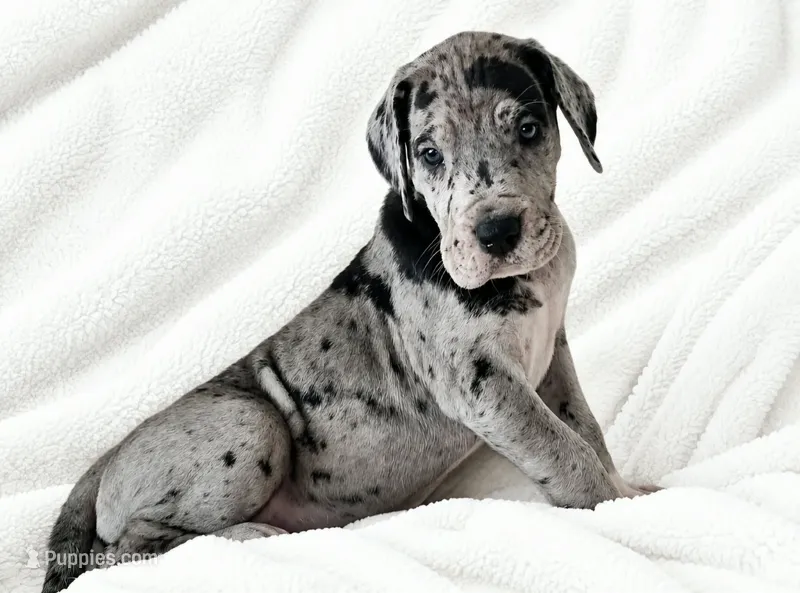 Orkid  – Great Dane puppy for sale in San Angelo, TX