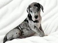 Orkid , a female Great Dane for sale in San Angelo, TX – 1 of 10