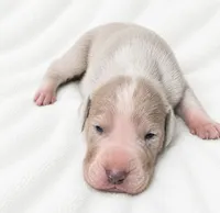 Wilkie, a male Great Dane for sale in San Angelo, TX – 3 of 5