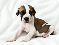 Pepin , a female Great Dane for sale in San Angelo, TX – 5 of 8