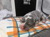 Phil, a male Great Dane for sale in San Angelo, TX – Photo 2 of 6