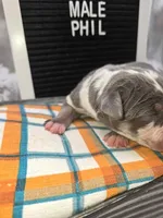 Phil, a male Great Dane for sale in San Angelo, TX – Photo 3 of 6