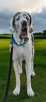 Phil, a male Great Dane for sale in San Angelo, TX – Photo 5 of 6
