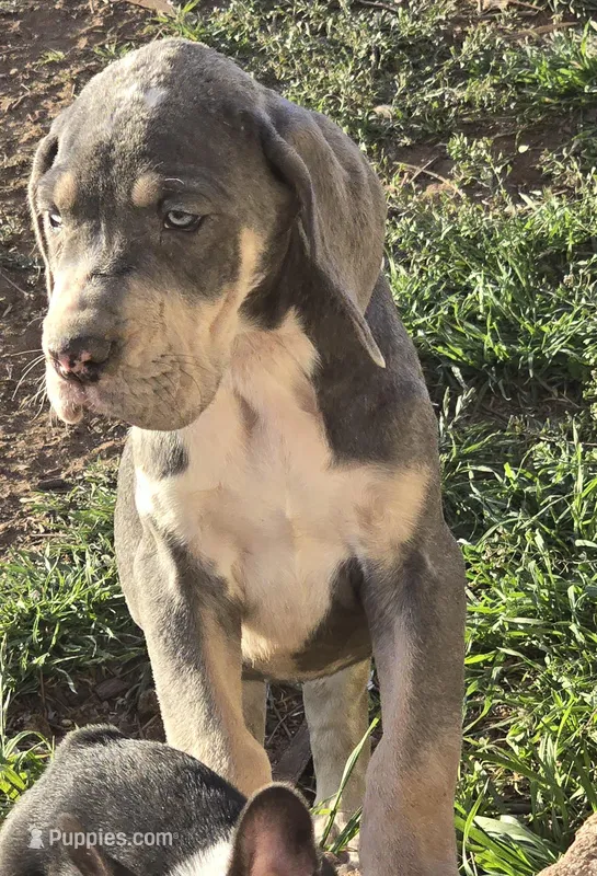 Phil, a male Great Dane for sale in San Angelo, TX – Photo 1 of 6