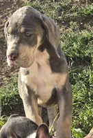 Phil, a male Great Dane for sale in San Angelo, TX – Photo 1 of 6
