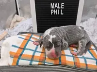 Phil, a male Great Dane for sale in San Angelo, TX – Photo 4 of 6