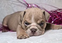 processed/0fc0824f-b8ad-49a4-9390-b37cbbfe9e71/listing/97c57781-fee5-4f83-8590-4aa1c02c1984/39bc2a10-1dfb-43f2-ac31-8faf3d864370