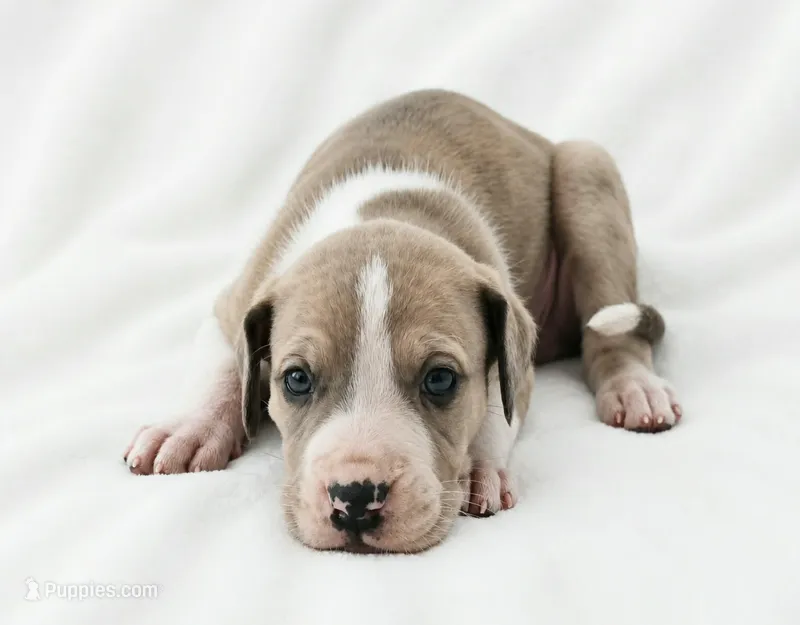 Teno – Great Dane puppy for sale in San Angelo, TX