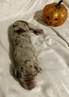 processed/0fc0824f-b8ad-49a4-9390-b37cbbfe9e71/listing/9ff2f0de-dcf6-4e8c-b1e9-6cee0dc55fdd/029ac33d-e51f-48ad-92cc-b65c69fa3f8d