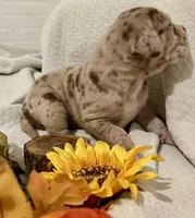 processed/0fc0824f-b8ad-49a4-9390-b37cbbfe9e71/listing/9ff2f0de-dcf6-4e8c-b1e9-6cee0dc55fdd/48f163ac-5aef-40da-a6d3-a33b9c488dcb