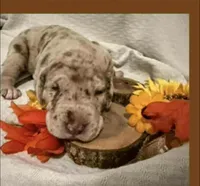 processed/0fc0824f-b8ad-49a4-9390-b37cbbfe9e71/listing/9ff2f0de-dcf6-4e8c-b1e9-6cee0dc55fdd/7a0a12d6-f05e-4bfe-ab26-ab36de68e9c9