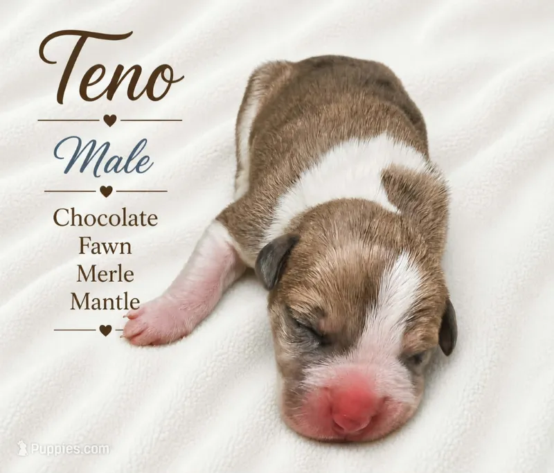 Teno – Great Dane puppy for sale in San Angelo, TX