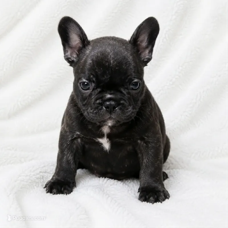 Homer  – French Bulldog puppy for sale in San Angelo, TX