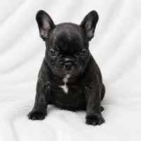 Homer , a male French Bulldog for sale in San Angelo, TX – 1 of 9