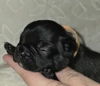 Homer , a male French Bulldog for sale in San Angelo, TX – 4 of 6