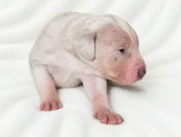 Wilkie, a male Great Dane for sale in San Angelo, TX – 2 of 5