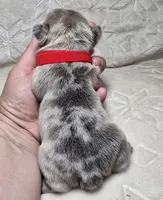 Valdez , a male French Bulldog for sale in San Angelo, TX – 5 of 5