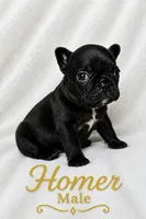 Homer , a male French Bulldog for sale in San Angelo, TX – 1 of 6