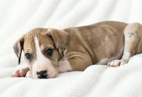 Teno, a male Great Dane for sale in San Angelo, TX – 2 of 7