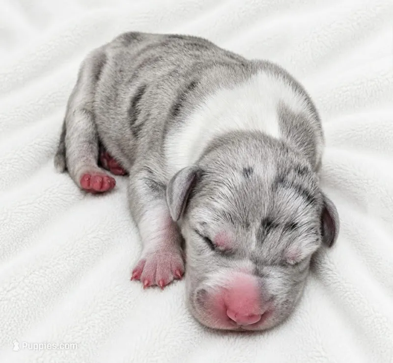 Walker  – Great Dane puppy for sale in San Angelo, TX