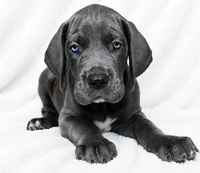 Carver, a female Great Dane for sale in San Angelo, TX – 2 of 9