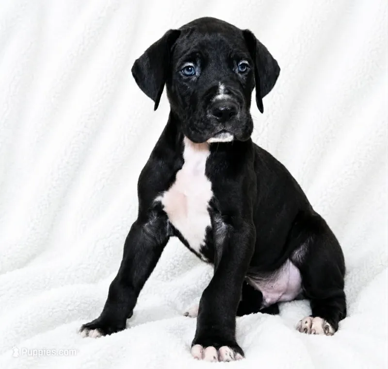 Cass – Great Dane puppy for sale in San Angelo, TX