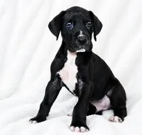Cass, a male Great Dane for sale in San Angelo, TX – 1 of 9