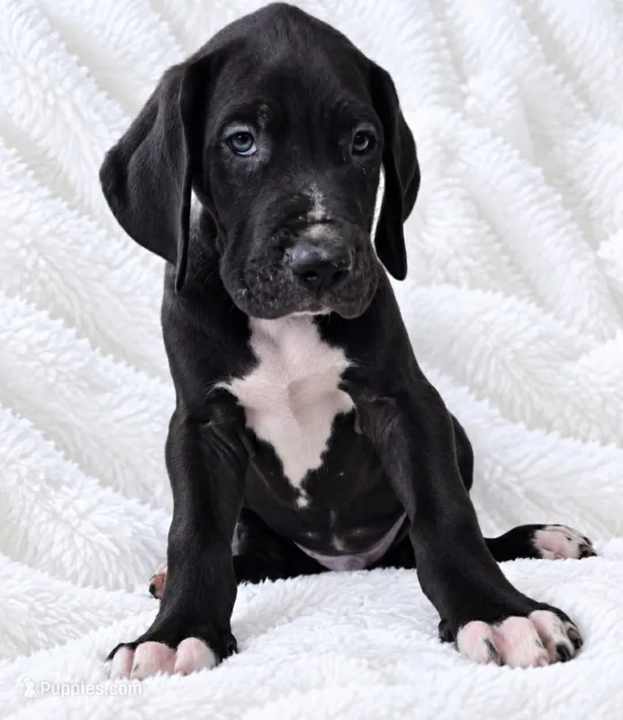 Cass – Great Dane puppy for sale in San Angelo, TX