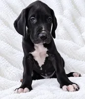 Cass, a male Great Dane for sale in San Angelo, TX – 1 of 9