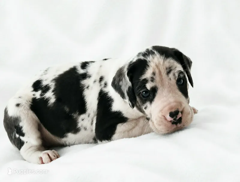 Makani  – Great Dane puppy for sale in San Angelo, TX