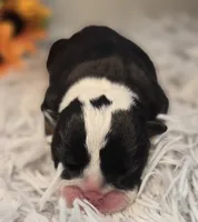 Nuckal, a male English Bulldog for sale in San Angelo, TX – Photo 3 of 4