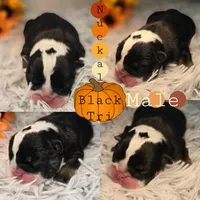 Nuckal, a male English Bulldog for sale in San Angelo, TX – Photo 1 of 4