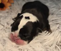 Nuckal, a male English Bulldog for sale in San Angelo, TX – Photo 2 of 4